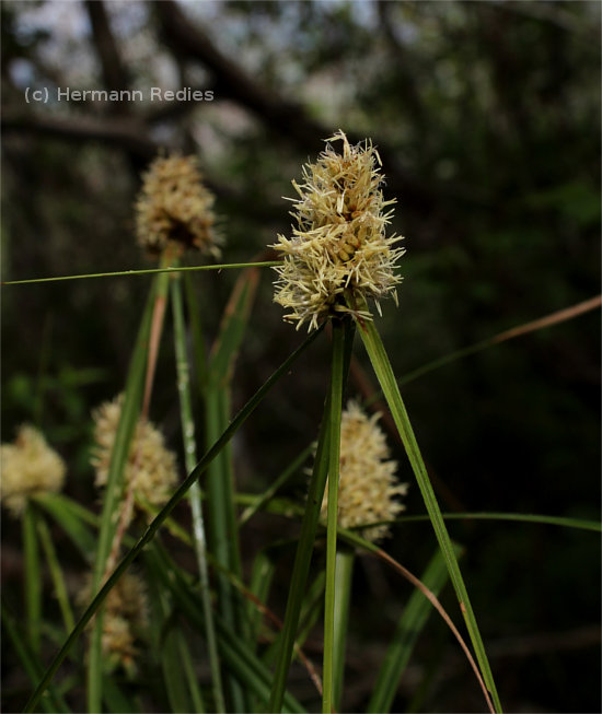 Cyperus sp1