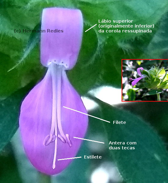 Dicliptera mucronifolia