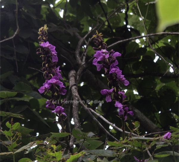 Dioclea grandiflora
