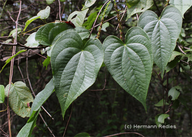 Dioscorea sp1