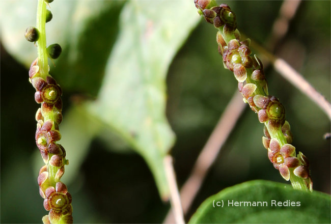 Dioscorea sp1