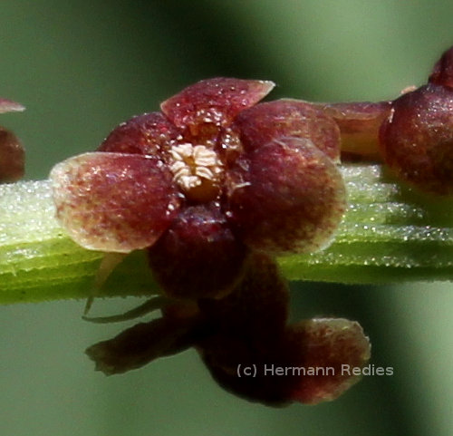 Dioscorea sp1