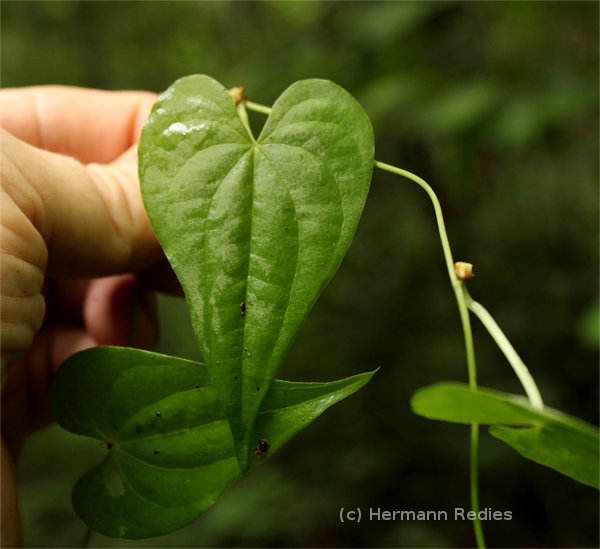 Dioscorea sp2
