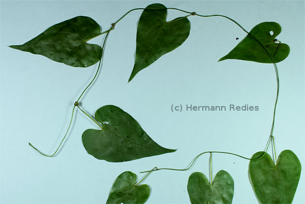 Dioscorea sp2
