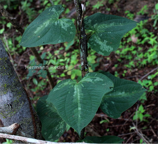 Dioscorea sp4