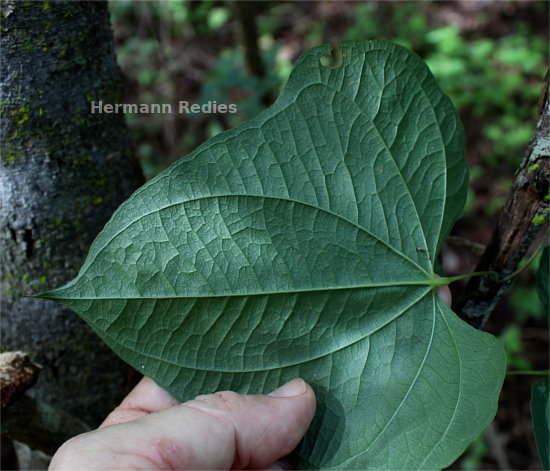 Dioscorea sp4