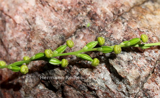 Dioscorea sp4