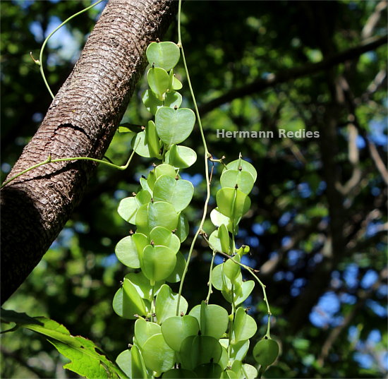 Dioscorea sp4