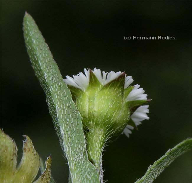 Eclipta prostrata