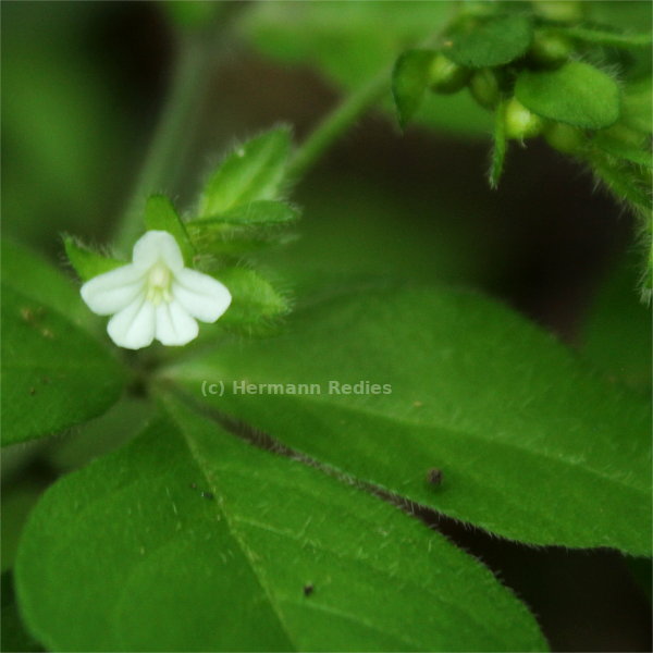 Ertela trifolia