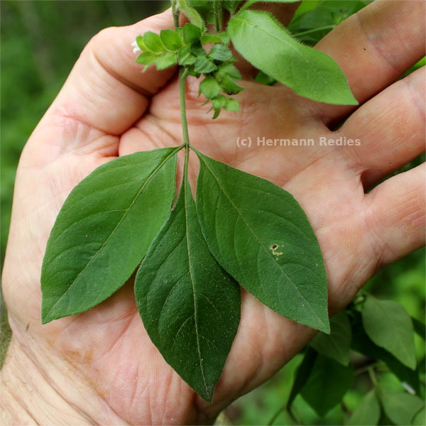 Ertela trifolia