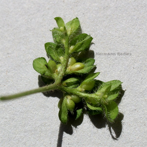 Ertela trifolia