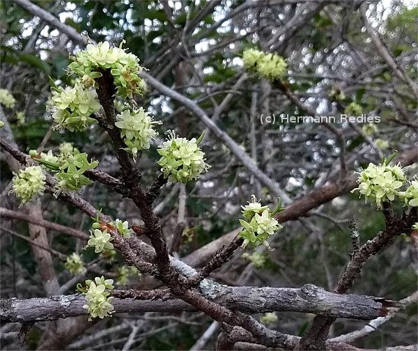 Erythroxylum sp1