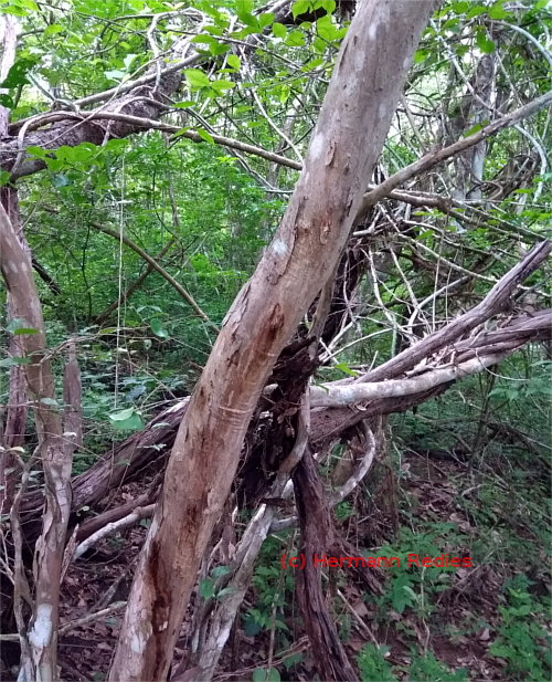 Eugenia sp3