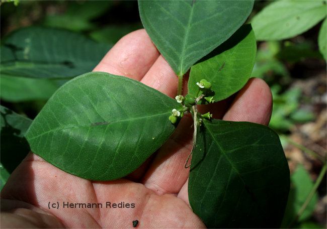 Euphorbia insulana