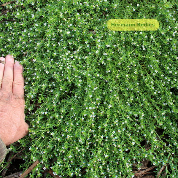 Euploca lagoensis