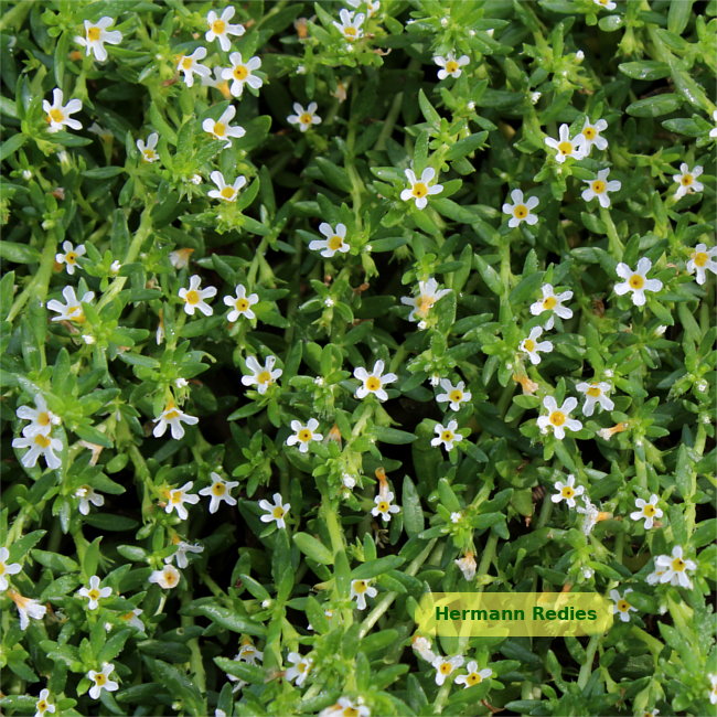 Euploca lagoensis