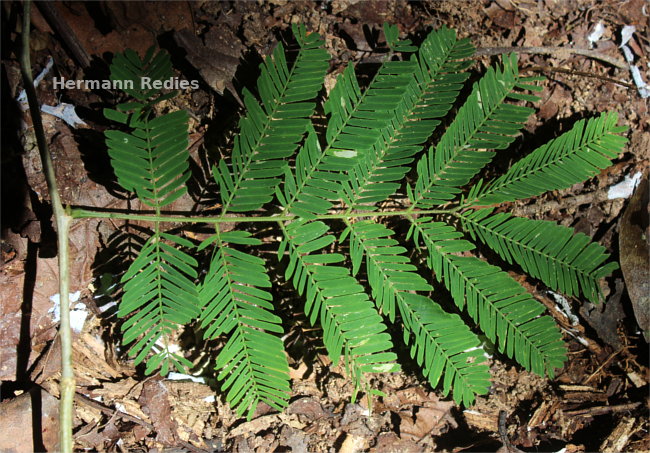 Fabaceae sp2