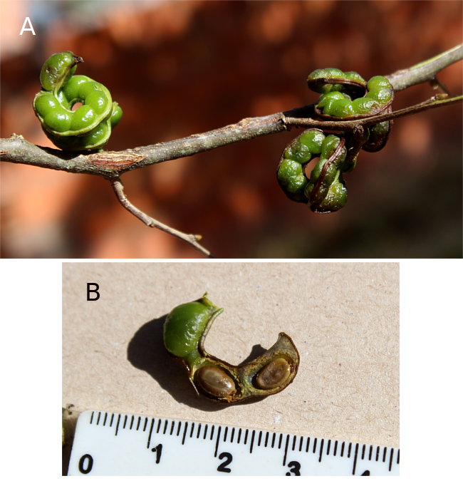 Fabaceae sp2
