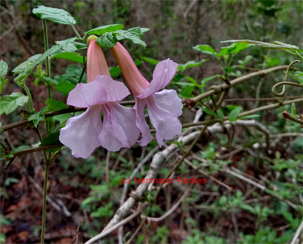 Fridericia parviflora
