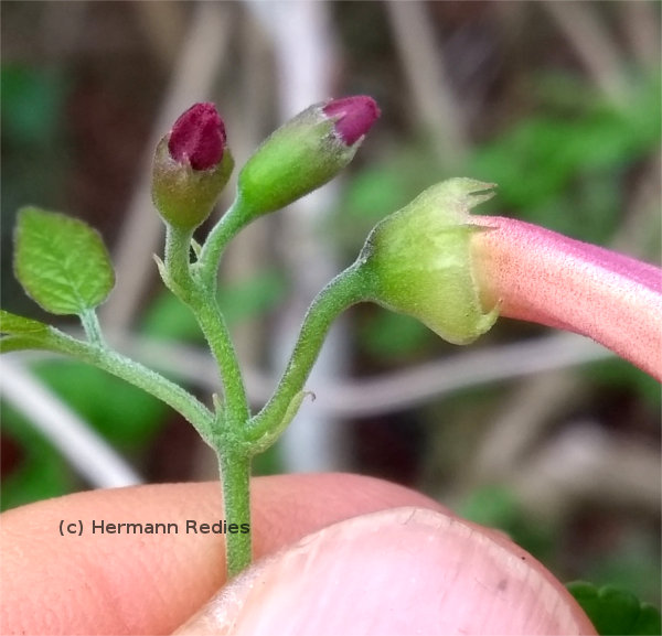 Fridericia parviflora