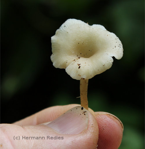 Fungus sp10
