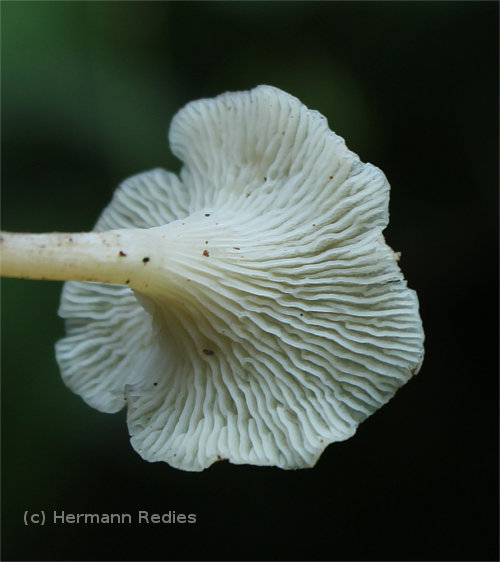 Fungus sp10