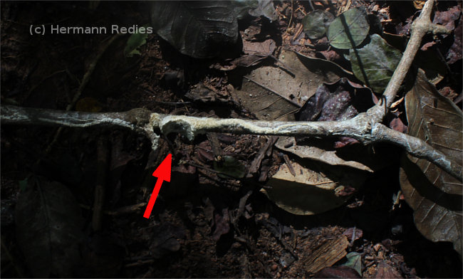 Fungus sp19