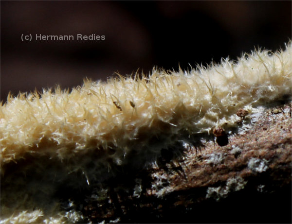 Fungus sp19