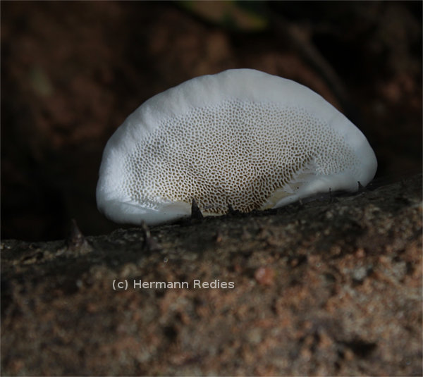 Fungus sp20