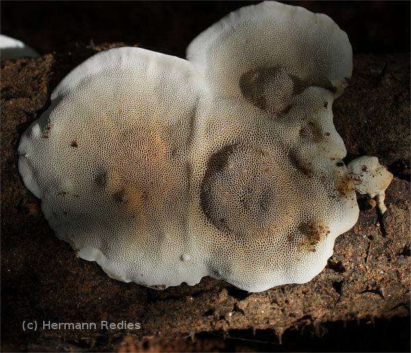 Fungus sp20