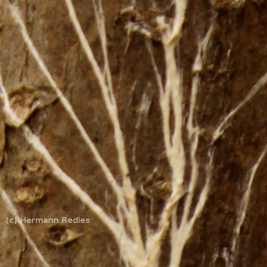 Fungus sp21