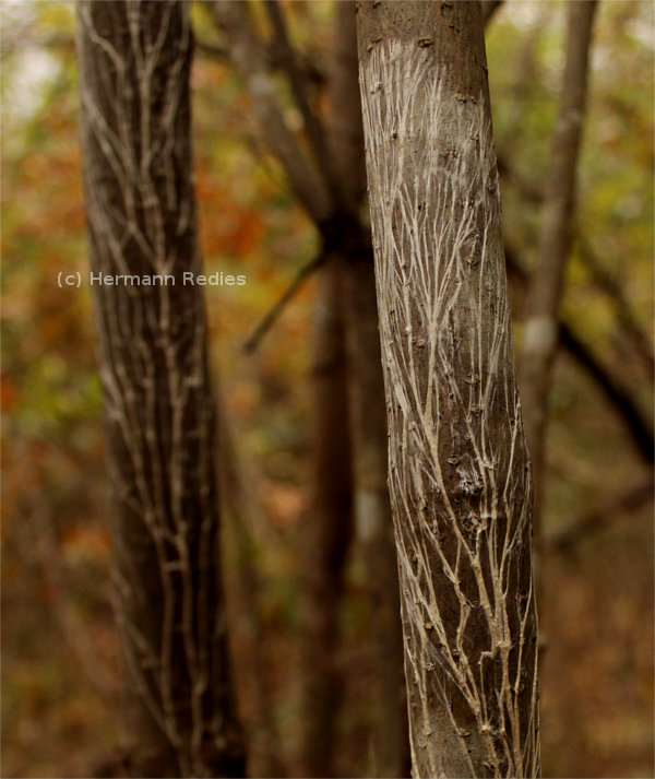 Fungus sp21
