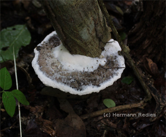 Fungus sp38