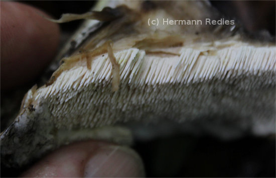 Fungus sp38