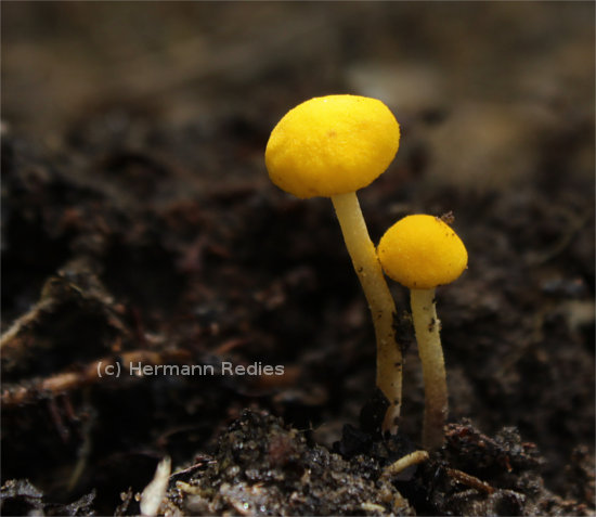 Fungus sp47