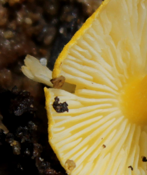 Fungus sp47