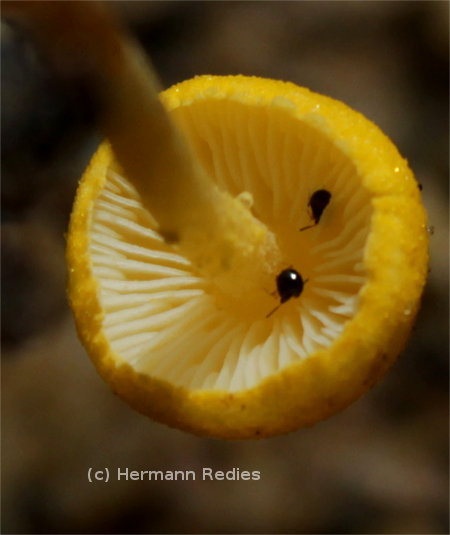 Fungus sp47