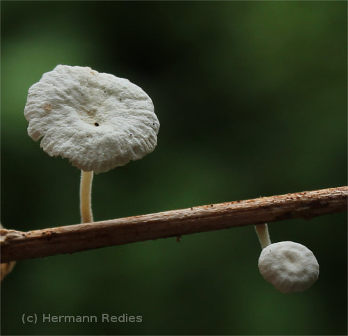 Fungus sp5