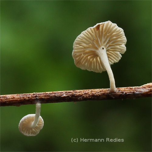 Fungus sp5
