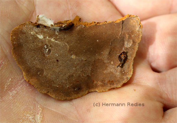 Fuscoporia sp1