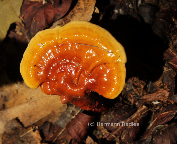 Ganoderma sp.