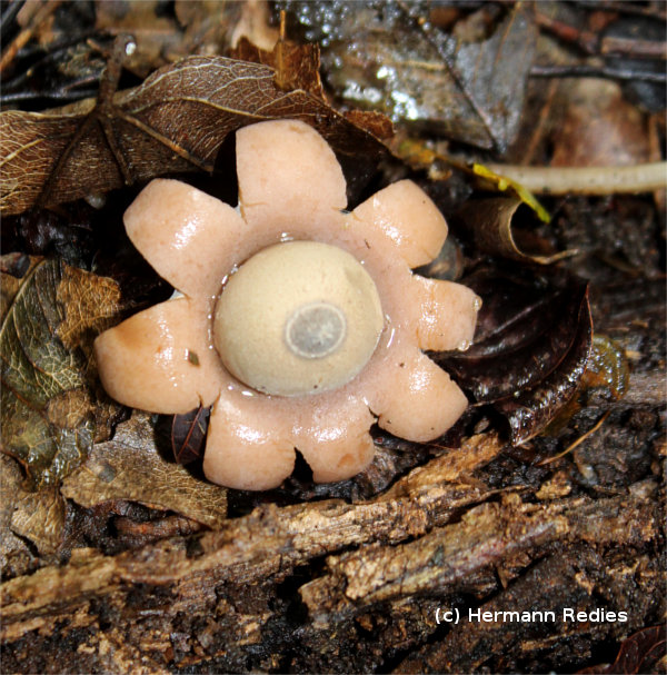 Geastrum sp1