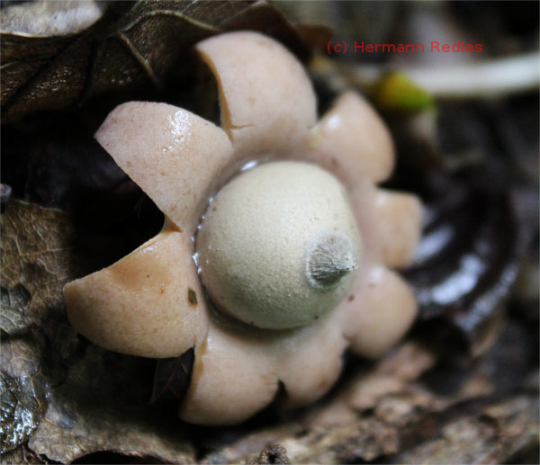 Geastrum sp1