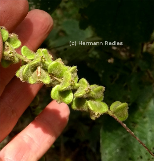 Gouania colurnifolia