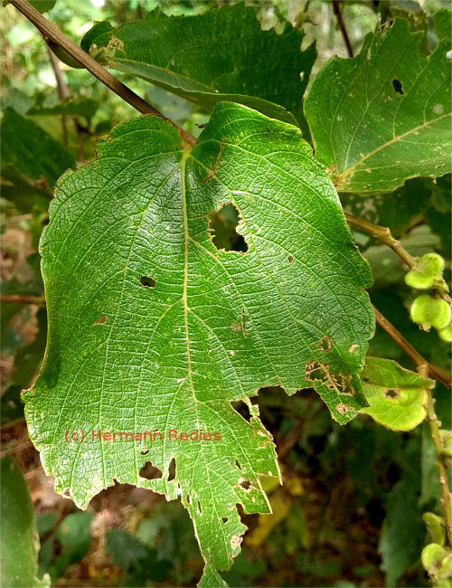 Gouania colurnifolia