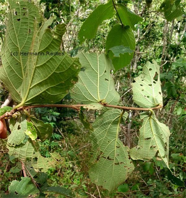 Gouania colurnifolia