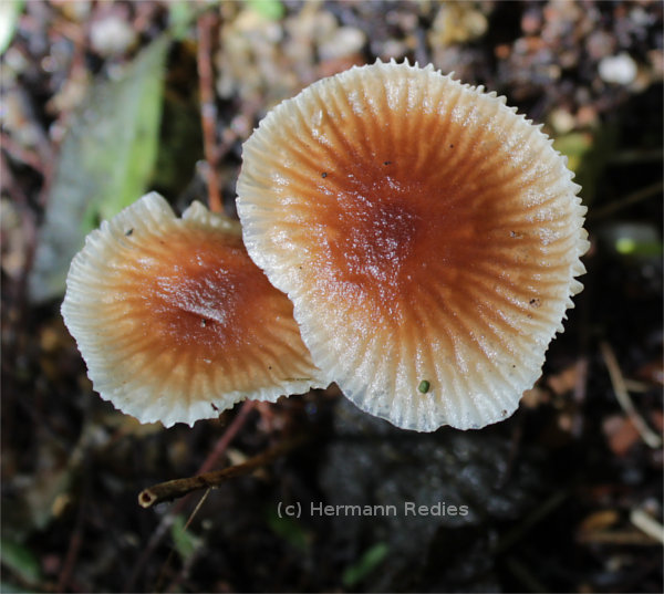 Gymnopus sp1