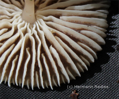 Gymnopus sp1