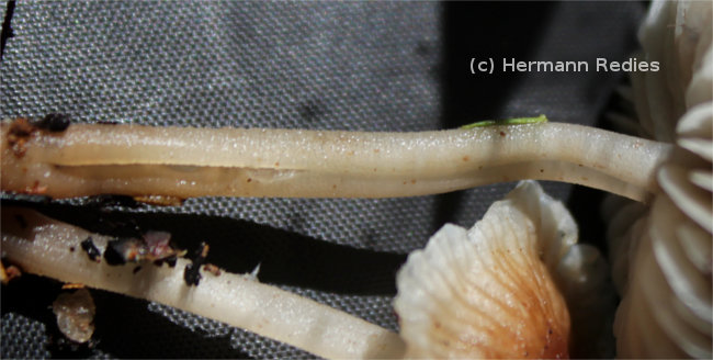 Gymnopus sp1